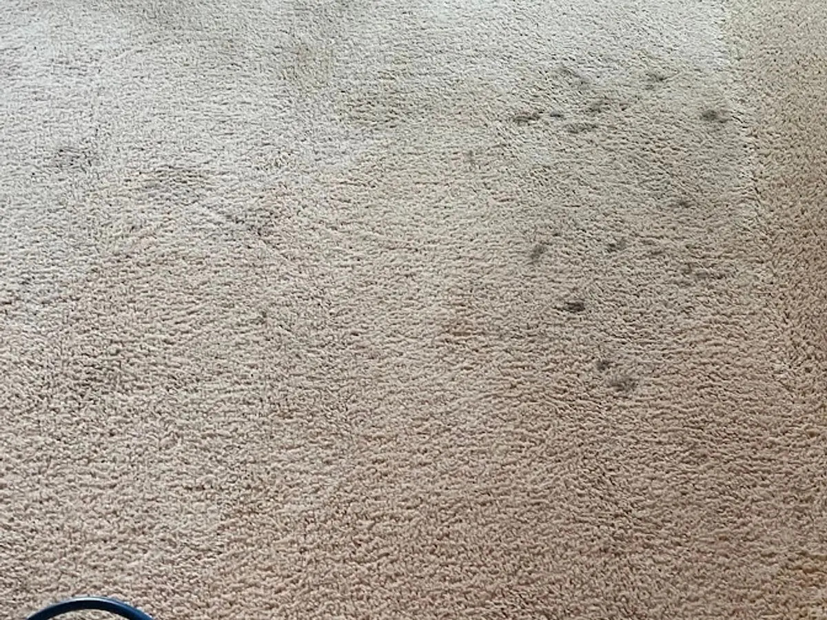 Living room carpet, footprint soil beside the cleaned side of the room before cleaning