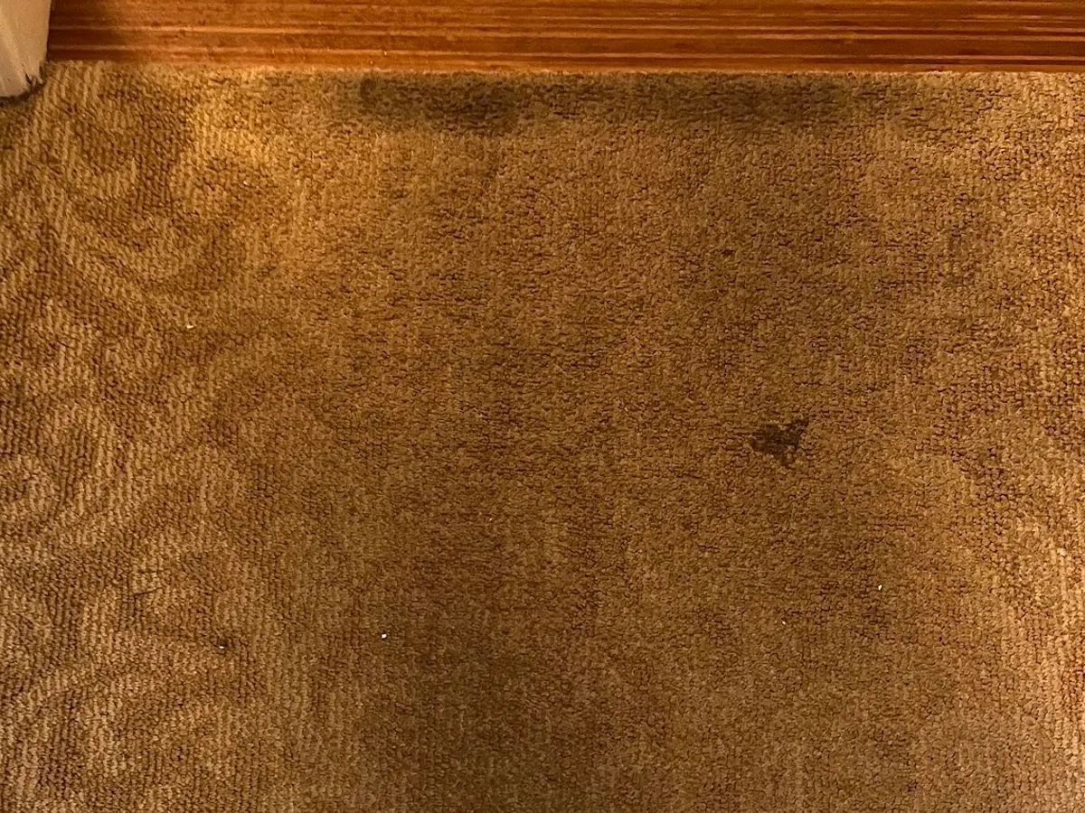 Patterned carpet at a doorway, a blackened field beside the cleaned carpet before cleaning