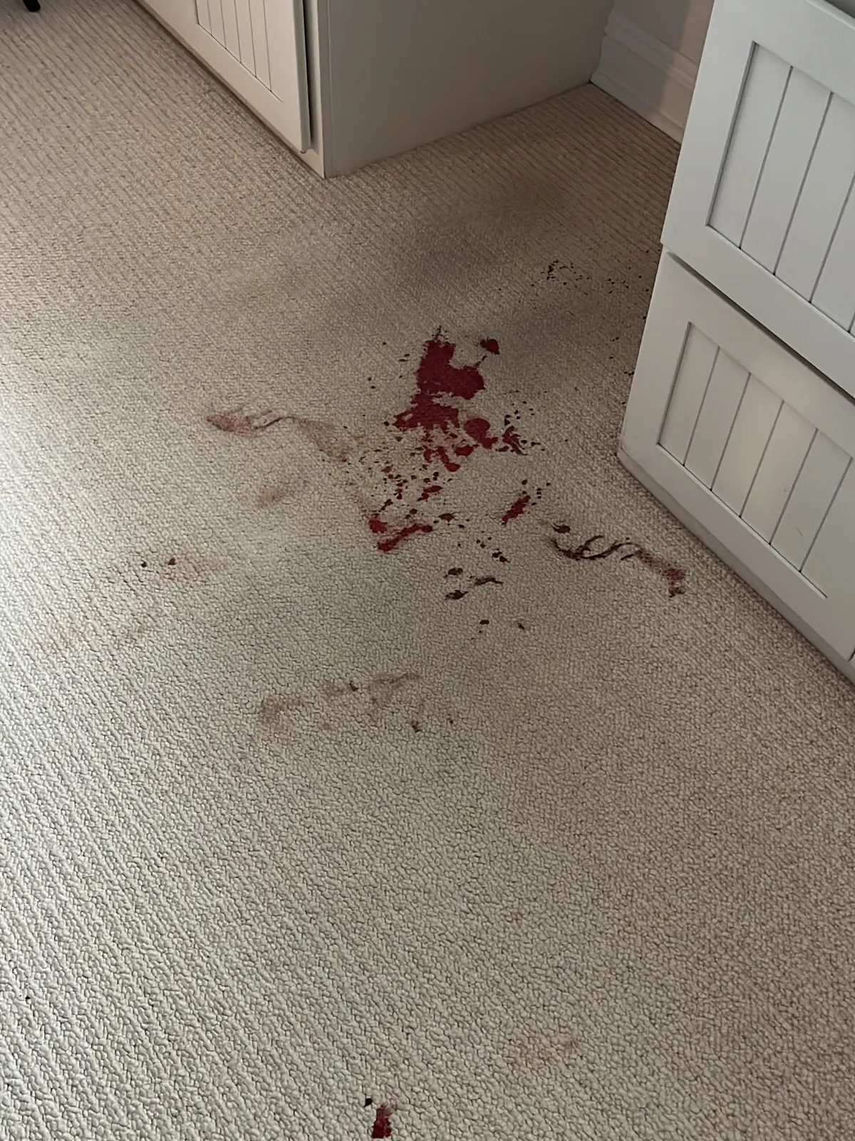 Red spill on a home office carpet beside the cleaned carpet before cleaning