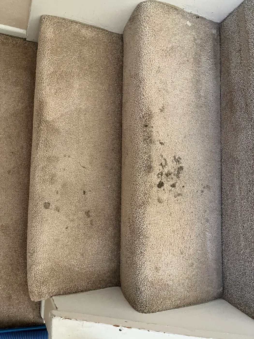 Carpeted stairs, soiled treads beside the cleaned stairs before cleaning