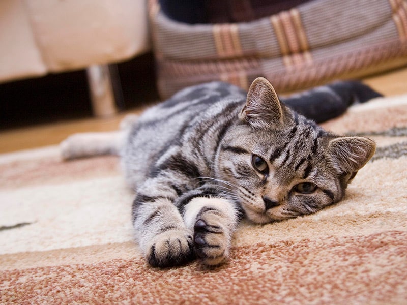 rug-cleaning-cat-on-rug