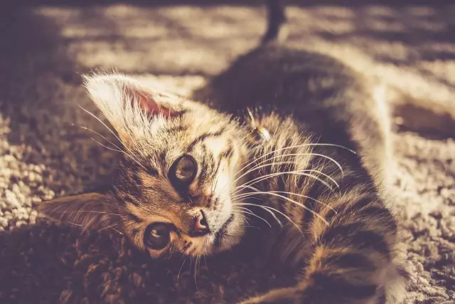 pet Professional carpet cleaning