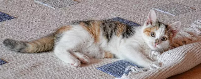 Cat professional carpet cleaning