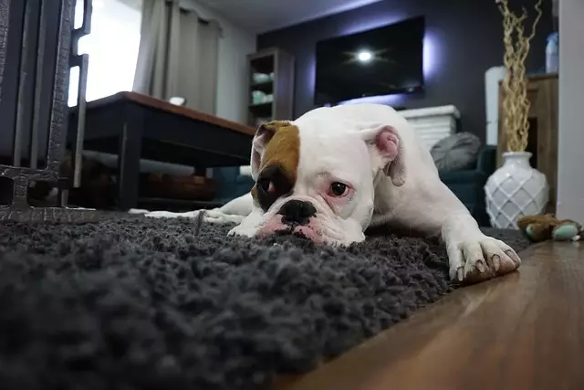 Pet Carpet cleaning services