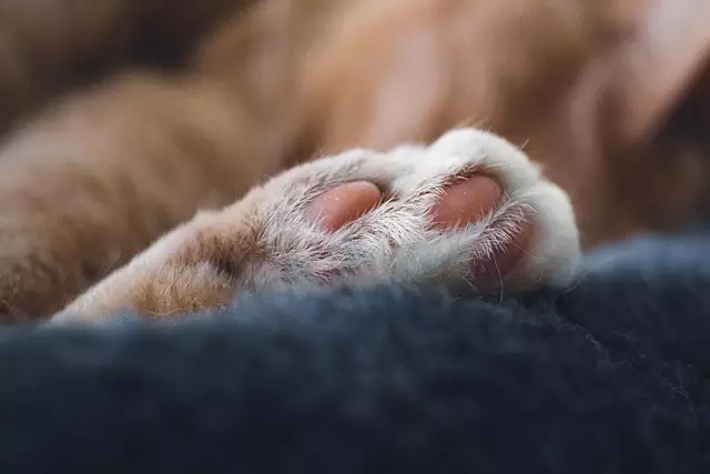 Pet carpet cleaning services